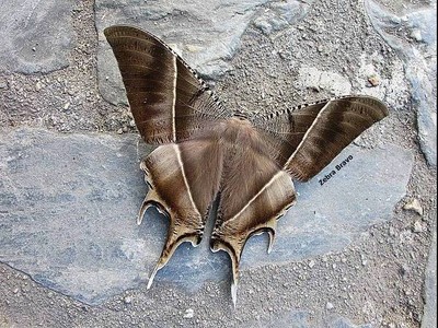 บรรยากาศ พระตำหนักภูพิงคราชนิเวศน์